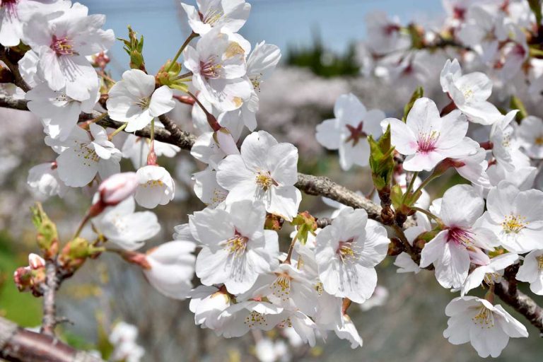 2017sakura_002